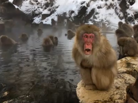 photos macaques