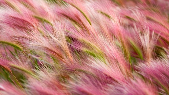 OS X Mavericks Foxtail Barley