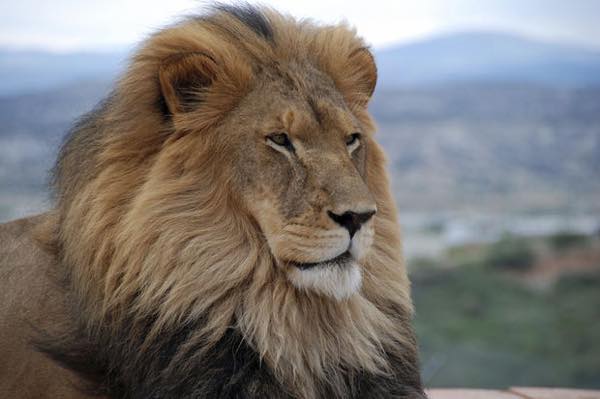 Cecil lion 3