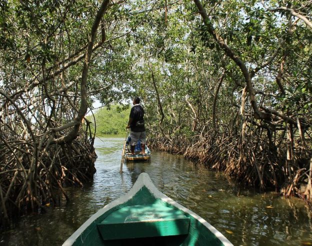 Mangrove Colombie