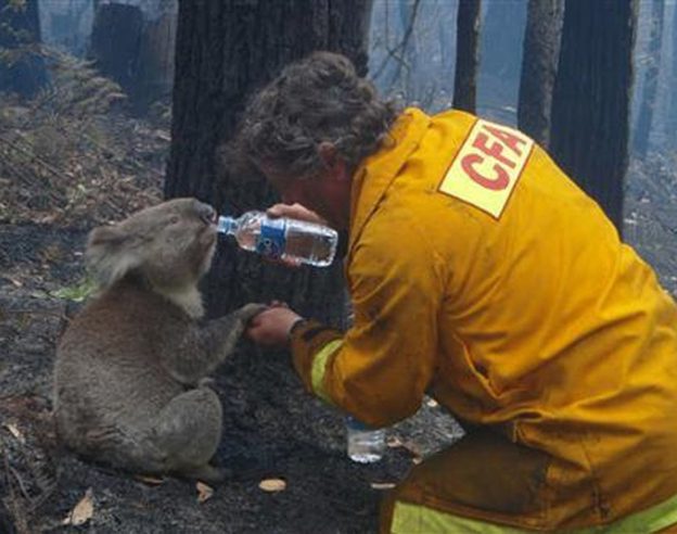 pompier koala