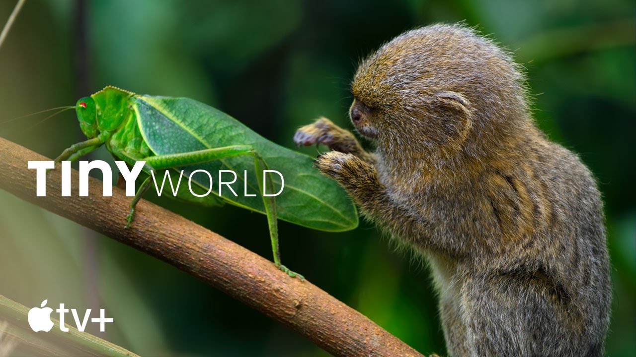 Tiny World