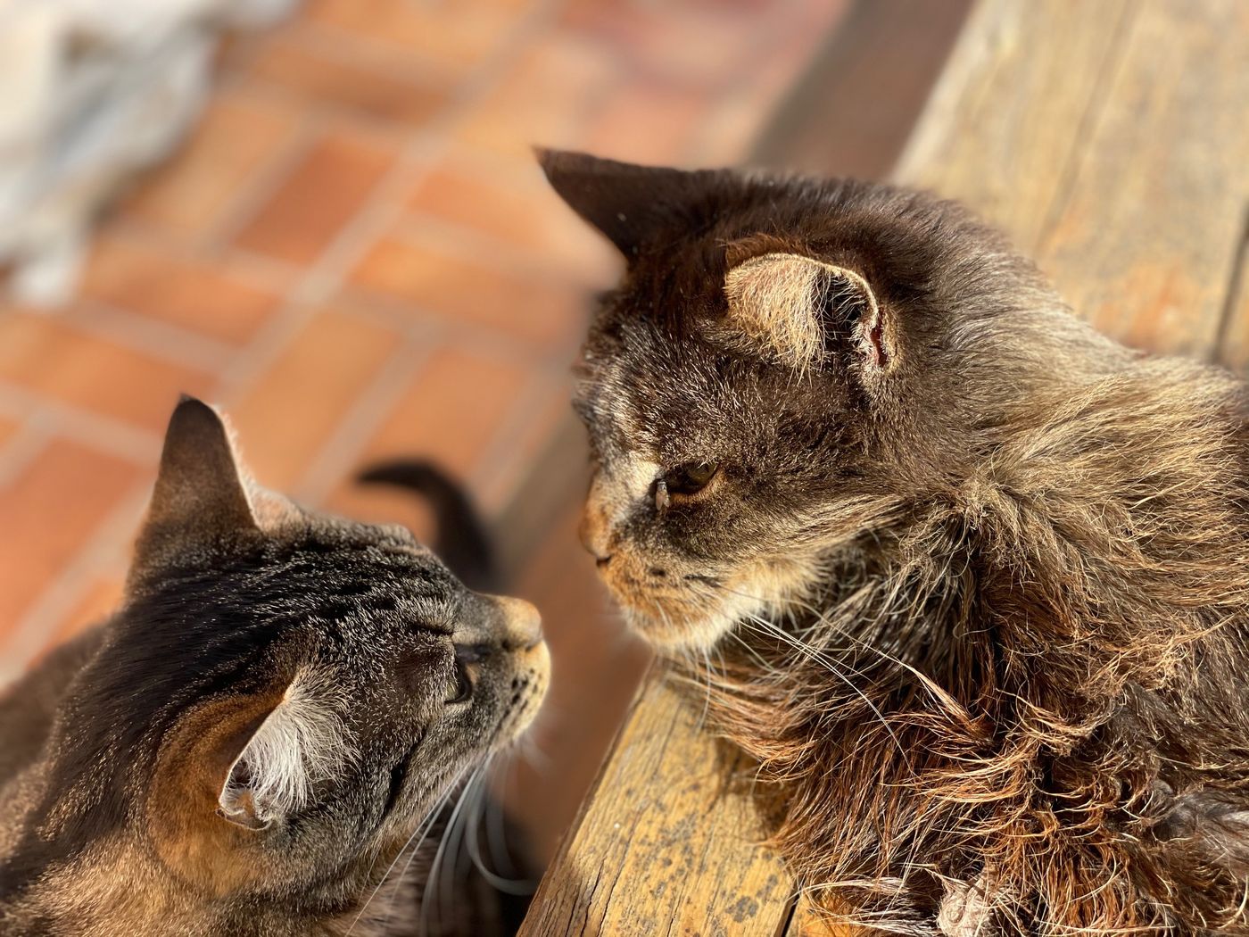 Photo de deux chats prise avec l'iPhone 12 Pro