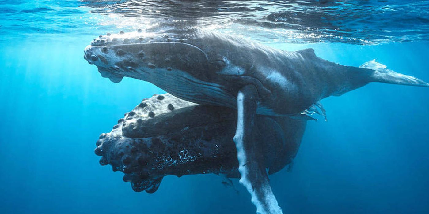 Baleine à bosse
