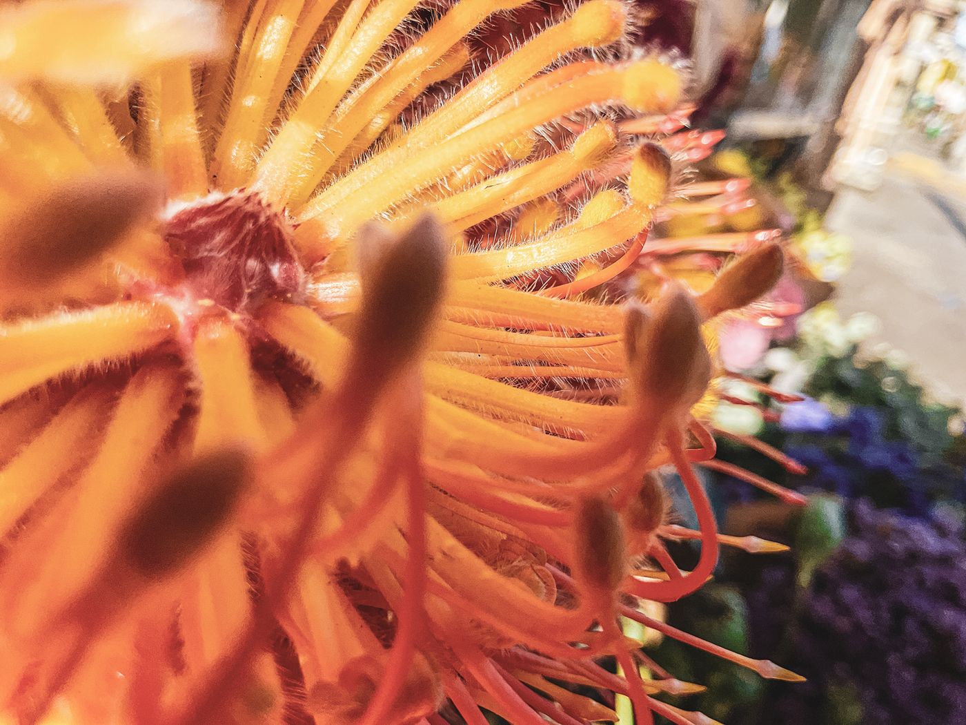 iPad Pro M1 Macro
