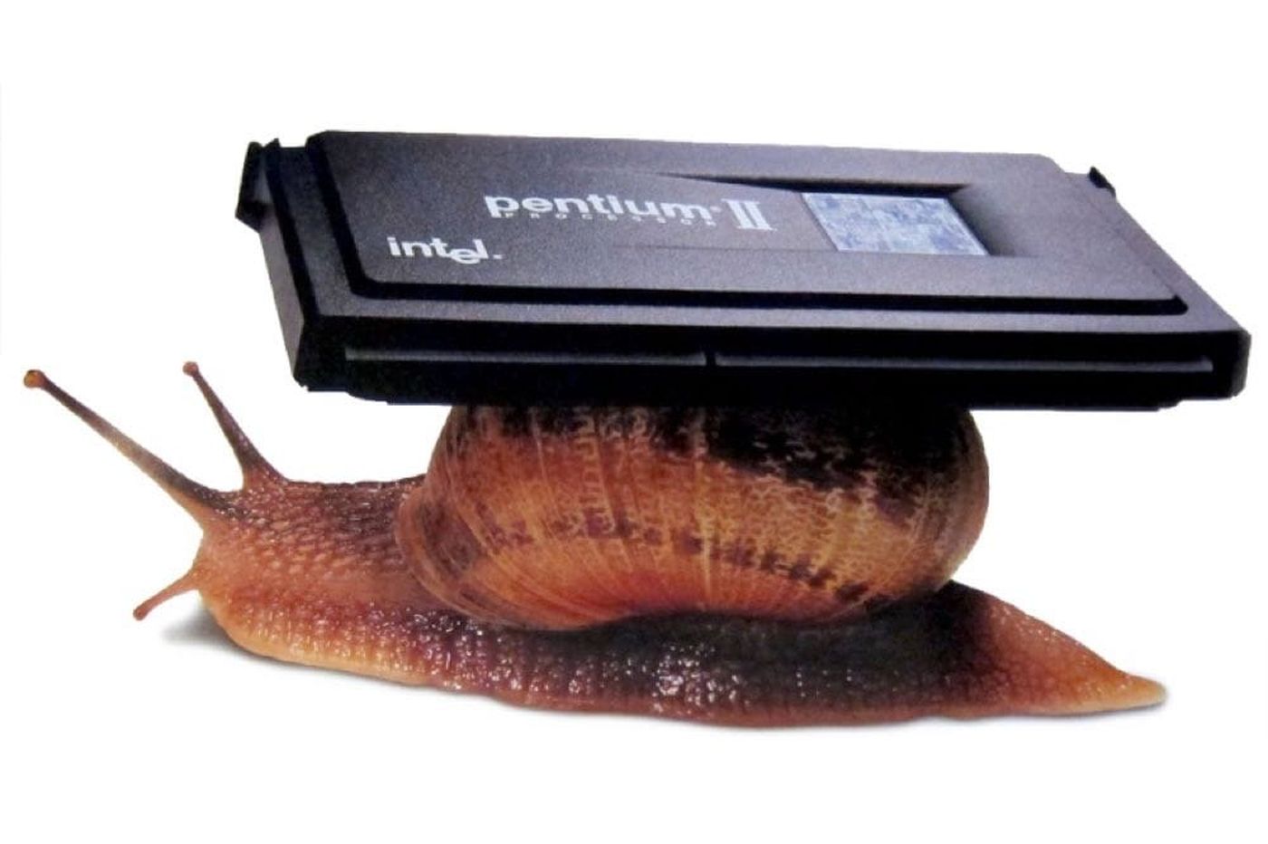 Intel pub escargot