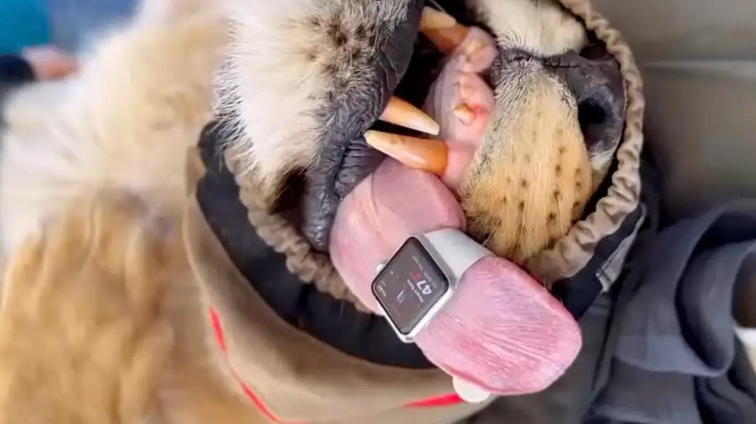 Apple Watch Lion