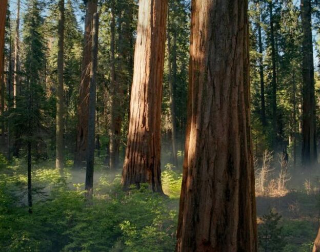 Image macOS Sequoia : un nouveau fond d’écran apparait dans la dernière bêta, mais pas pour tous…