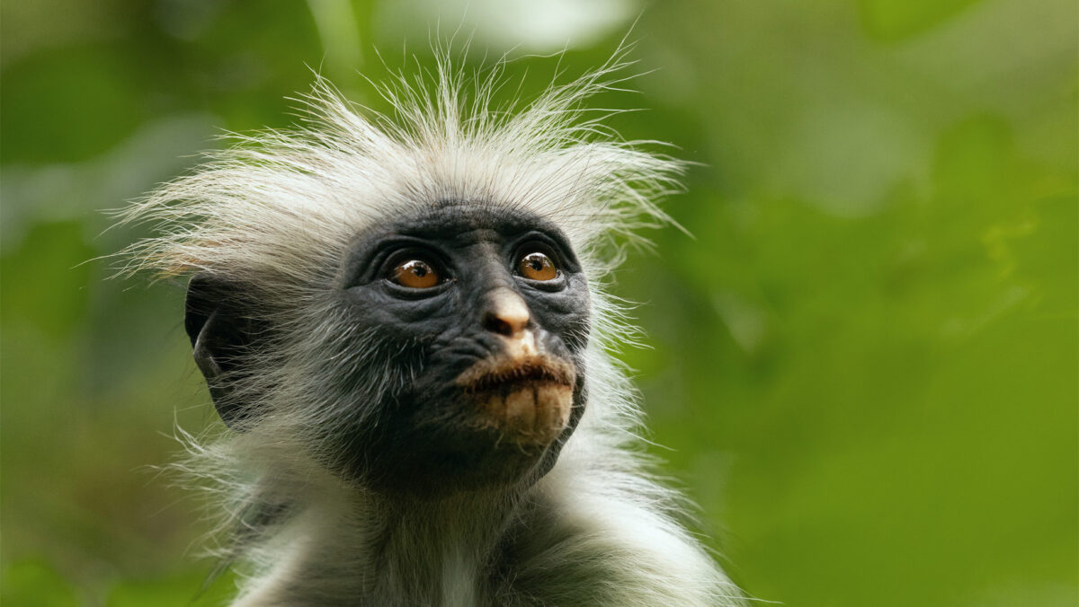 Les Vies Secretes Des Animaux Singe Colobus