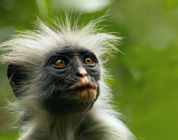 Les Vies Secretes Des Animaux Singe Colobus