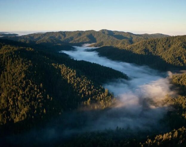 Image Apple investit dans la restauration des forêts de séquoias en Californie