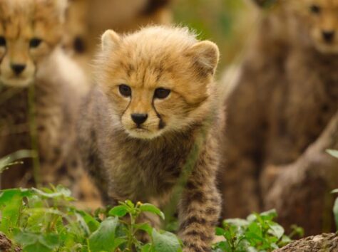 Image article Born To Be Wild : Apple TV dévoile la bande-annonce de sa nouvelle série animalière