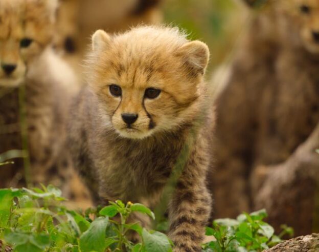 Image Born To Be Wild : Apple TV dévoile la bande-annonce de sa nouvelle série animalière